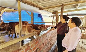 Sản xuất theo chuỗi giá trị: Thúc đẩy giảm nghèo vùng đồng bào DTTS và miền núi