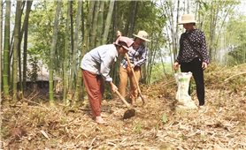 Sức sống mới ở Mường Khăng