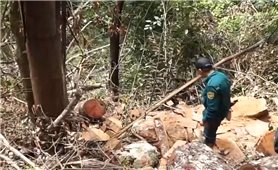 Chỉ đạo xử lý nghiêm vụ phá rừng tại Vườn quốc gia Ba Bể