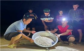 Gia Lai: Thả 11 cá thể rùa biển trên xã đảo Nhơn Châu về môi trường tự nhiên