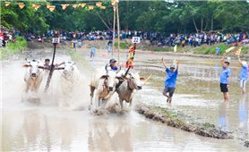 An Giang: Hội đua bò chùa Rô diễn ra vào cuối tháng 8
