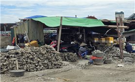 Hàu nhập lậu: “Cú đánh” kép với ngư dân Quảng Ninh