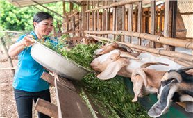 Dự án “Vươn mình - She Thrives”: Hỗ trợ cải thiện sinh kế cho hơn 16.000 phụ nữ và đồng bào DTTS