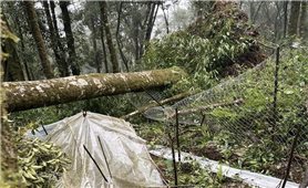 Vùng trồng sâm Ngọc Linh lớn nhất tỉnh Quảng Ngãi bị thiệt hại gần 12 tỷ đồng do mưa bão