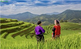 Ruộng bậc thang - Tuyệt tác giữa đại ngàn Tuyên Quang