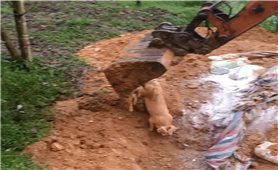 Nghệ An: Chủ tịch UBND xã bị tố lơ là phòng, chống dịch tả lợn Châu Phi