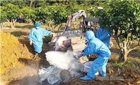 Tuyên Quang: Nguy cơ lan rộng dịch tả lợn châu Phi trên địa bàn
