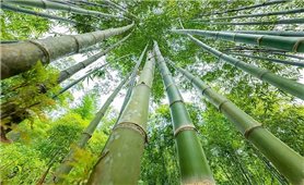 Hướng dẫn kỹ thuật trồng luồng