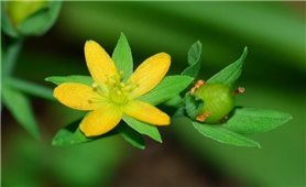 Tác dụng bất ngờ từ cây nọc sởi