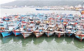 Chủ tịch xã, phường phải chịu trách nhiệm nếu để phát sinh tàu cá “3 không”