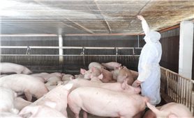 Gia Lai: Quyết liệt phòng chống dịch tả lợn châu Phi
