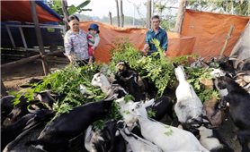 Vốn tín dụng chính sách: “Cứu cánh” sau bão ở Quảng Ninh