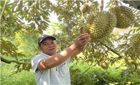 Khánh Hòa: Tìm hướng đi bền vững cho các sản phẩm cây trồng