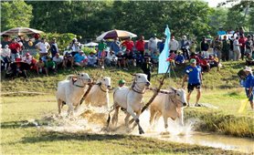 64 đôi bò tranh tài kịch tính tại Hội Đua bò Bảy Núi ở An Giang năm 2025
