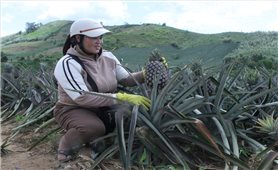 Vùng đất khó Cư Pui ấm no từ xây dựng 