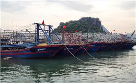 Quảng Ninh: Tạm dừng cấp phép tàu ra khơi từ 10 giờ ngày 24/9