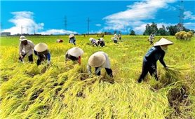 Nâng quy mô gói tín dụng ưu đãi ngành nông, lâm, thủy sản lên 185.000 tỷ đồng