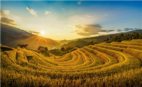 Mù Cang Chải rực rỡ sắc vàng mùa lúa chín