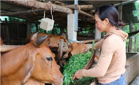 Chương trình MTQG 1719 tạo sức bật mới cho miền núi Khánh Hoà