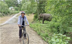 Chàng trai M’nông khởi dựng mô hình du lịch cộng đồng bên voi