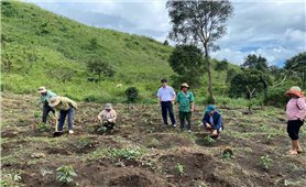 Hướng dẫn đồng bào Xơ Đăng kỹ thuật trồng cà phê đặc sản Bourbon