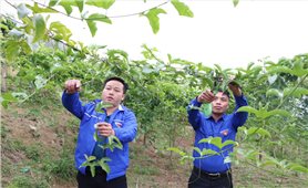 Nông dân Lai Châu phá thế “độc canh” về cây trồng, vật nuôi