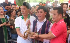 Đà Nẵng chuẩn bị tổ chức Lễ hội Sâm Ngọc Linh quốc tế