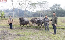 Tuyên Quang: Giảm nghèo từ những sinh kế phù hợp ở Việt Lâm
