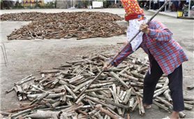 Quế hữu cơ “đổi đời” người dân vùng DTTS Quảng Tân