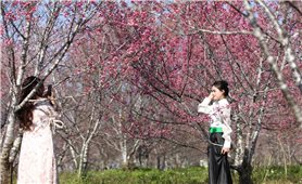 Hoa anh đào khoe sắc nơi vùng đất lịch sử Mường Phăng