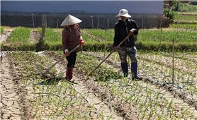 Nông dân Hiệp Thạnh khôi phục 