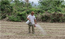 Nhịp sống trở lại nơi vùng hạ lưu sông Ba Hạ sau lũ dữ