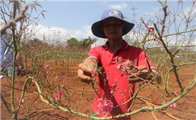 Đào xứ Bắc khoe sắc giữa Tây Nguyên