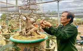 Những ngày giáp Tết ở “thủ phủ” mai vàng miền Trung