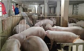 Thanh Hóa công bố hết dịch tả lợn châu Phi, chăn nuôi dần phục hồi