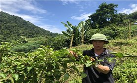 Lào Cai: Triển khai gần 300 dự án hỗ trợ sinh kế