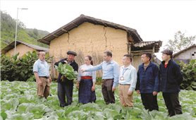 Khát vọng của cô gái dân tộc Cơ Lao