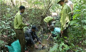 Gia Lai 20 cá thể động vật rừng quý hiếm được thả về môi trường tự nhiên