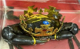 “Vua cua” nặng 1,82 kg tại Cà Mau lập kỷ lục Việt Nam