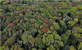 Chiêm ngưỡng cực phẩm rừng nguyên sinh mùa thay lá ở Măng Đen