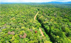 Bảo vệ và khai thác hiệu quả “Viên ngọc xanh” của Tây Nguyên