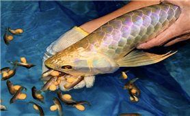 Yêu cầu làm rõ nguyên nhân 13 người nhập viện sau bữa ăn có trứng cá Rồng