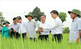 Lãnh đạo Cần Thơ đi thăm đồng, trồng cây và tặng quà nông dân dịp đầu Xuân Bính Ngọ 2026