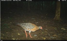 “Mắt thần” ghi nhận 27 loài động vật hoang dã quý tại rừng Mỹ Sơn