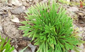 Những bài thuốc phổ biến từ cây trường sinh thảo