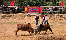 Chọi bò - Nét văn hóa gắn liền với đời sống người Mông ở Tây Nguyên