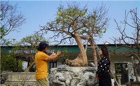 Sắc mai Yên Tử gọi Tết về Bình Khê