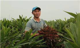 Trồng riềng Tết này, người miền núi xứ Thanh thu lãi trên 200 triệu đồng