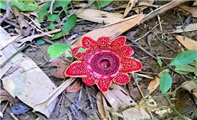 Loài hoa quý hiếm Địa nhãn Himalaya được phát hiện trong rừng Phong Nha - Kẻ Bàng