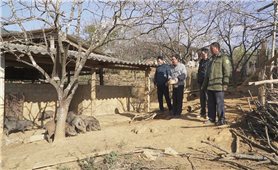 Từng là hộ nghèo nay thu hằng trăm triệu nuôi lợn rừng